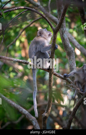 Manger du crabe, Macaque macaque à longue queue (Macaca fascicularis), Thaïlande // Macaque crabier, le macaque à longue queue, mâle, singe Macaca saf dominante Banque D'Images