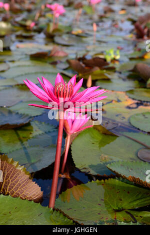 Red Indian Water Lily, fleur ouverte (Nymphaea pubescens), Tale Noi, Patthalung, Thaïlande /NÉNUPHAR nénuphar poilu, pink water lily, Nymphaea pubescen Banque D'Images