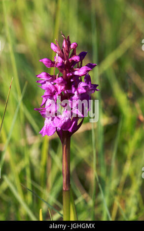 La fleur d'un marais du sud, orchidée Dactylorhiza praetermissa, à Upton fen, Norfolk, Angleterre, Royaume-Uni. Banque D'Images