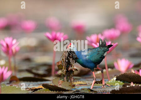 Talève Sultane (Porphyrio porphyrio poliocephalus), avec l'alimentation, la Thaïlande // talève sultane - poule sultane purple gallinule commune, grue, Porphyri Banque D'Images