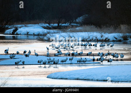 La grue, grue à couronne rouge (Grus japonensis), troupeau dans la rivière avant le lever du soleil, la Mandchourie, le Japon Grue Grue Japonaise, Grus japonensis (Grue d Banque D'Images