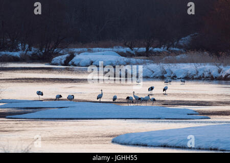 La grue, grue à couronne rouge (Grus japonensis), troupeau dans la rivière avant le lever du soleil, la Mandchourie, le Japon Grue Grue Japonaise, Grus japonensis (Grue d Banque D'Images