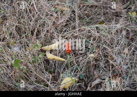 Arum maculatum ou lords and ladies de loin Banque D'Images