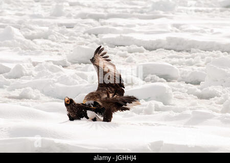 White-tailed eagle-Mer se battre avec l'otarie-aigle sur le pack (Haliaeetus albicilla), Russie, rabalva rabalva-aigle, Haliaeetus albicilla, (Pygar Banque D'Images