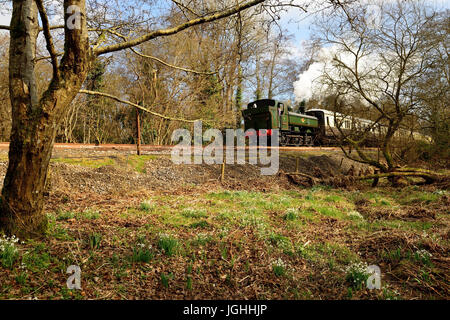 Perce-neige sont en fleurs à côté du South Devon Railway comme GWR 0-6-0 aucun réservoir pannier 6412 passe par l'exécution, premier bunker. Banque D'Images