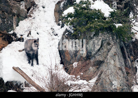 Japanese Serow en hiver (Capricornis crispus), le Japon Japanese serow, antilopes, Japonais, chèvre Capricornis crispus, (Saro du Japon) 2017 Banque D'Images