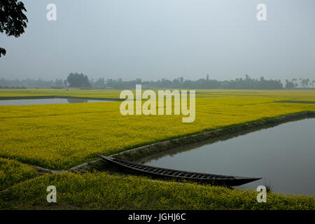 Une moutarde au champ fleuri Chalan Beel à Natore. Le Bangladesh Banque D'Images