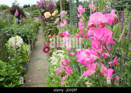 Les petits pois de monter une image dans un jardin doté d'allotissement légumes fleurs en juin, banlieue de la ville de Sheffield, Angleterre, Royaume-Uni Banque D'Images