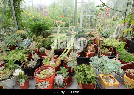 Une collection de cactées et plantes succulentes qui poussent sur un climat chaud et ensoleillé de fenêtre dans une serre domestique dans un jardin anglais, UK Banque D'Images