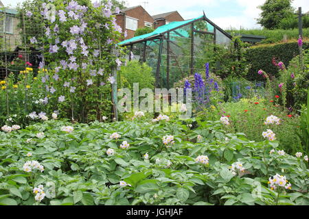 Un jardin doté d'allotissement de légumes (pommes de terre desiree en premier plan) et de fleurs (clematis, digitales, delphiniums), - juin, Sheffield UK Banque D'Images