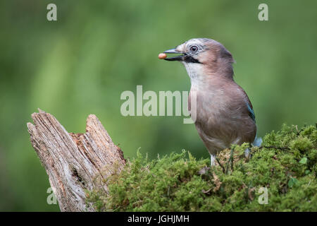 Un portrait de profil une eurasienne jay debout sur le lichen avec une cacahuète dans son bec à gauche Banque D'Images