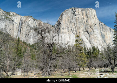 El Capitan et cascade du Yosemite National Park, Californie Banque D'Images