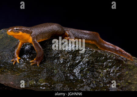 Roughskin newt, Taricha granulosa Banque D'Images