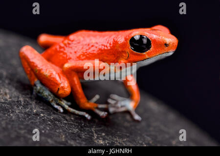 Strawberry dart frog, Oophaga pumilio 'Quebrada sal' Banque D'Images