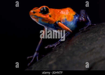 Strawberry dart frog, Oophaga pumilio 'Blue Jeans' au Nicaragua Banque D'Images