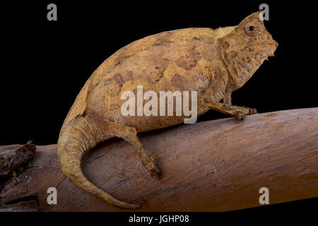 Feuille Périnet, Caméléon Brookesia therezieni Banque D'Images