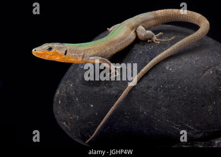 Lézard des murailles de Dalmatie, Podarcis melisellensis fiumana Banque D'Images