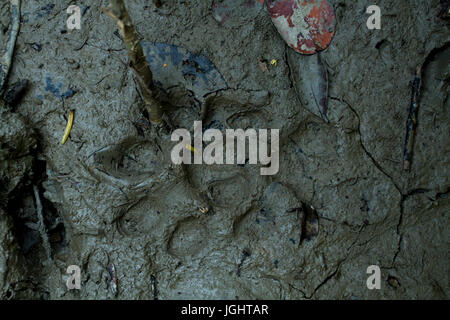 Traces du tigre du Bengale à les Sundarbans, Site du patrimoine mondial de l'UNESCO et une réserve faunique. Khulna, Bangladesh Banque D'Images