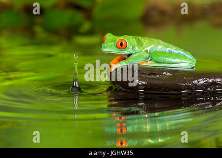 La grenouille tomate en étang avec réflexion Banque D'Images