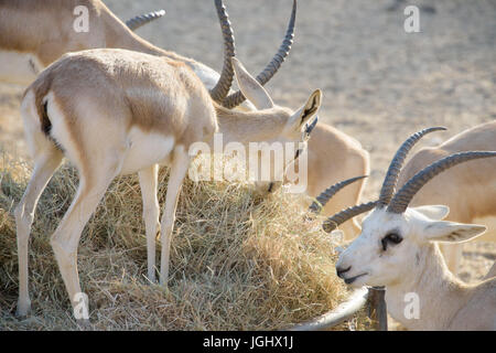 Gazelle des sables Banque D'Images