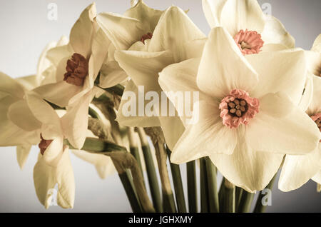 Un bouquet de jonquilles Printemps (Narcissus) dans des tons crème avec des centres rose corail tourné à l'intérieur. La fleur à l'avant droit est confrontée à l'afficheur directement. Pr Banque D'Images