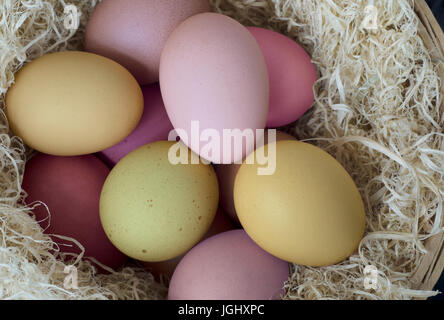 Oeufs colorés, peint en naturel de Pâques rose, vert et jaune de nuances. Nichant dans un panier d'herbes sèches emmêlées et photographié d'en haut. Banque D'Images