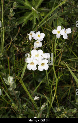 Grand Bittercress (Cardamine amara) flower Banque D'Images