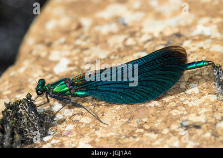 Beau mâle Demoiselle (Calopteryx virgo) Banque D'Images