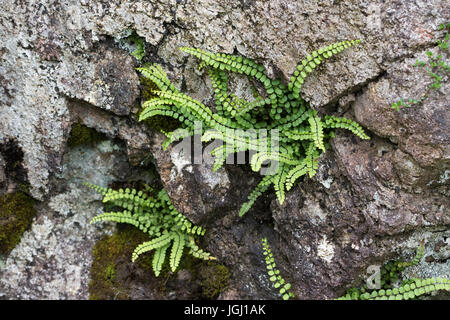 Maidenhair Spleenwort (Asplenium trichomanes) dans une crevasse dans une falaise Banque D'Images