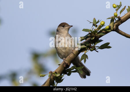 Sylvia atricapilla Blackcap (femelle) Banque D'Images