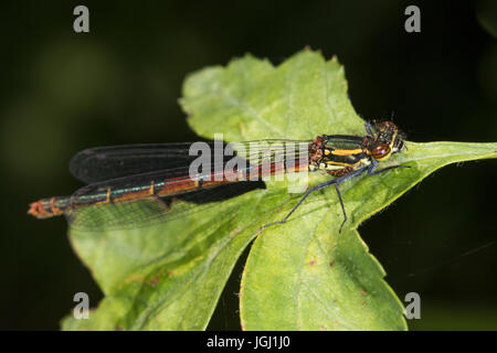 Grande Libellule Pyrrhosoma nymphula (rouge) Banque D'Images