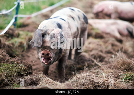 Porcinet (Sus scrofa domestica) dans une ferme biologique Banque D'Images