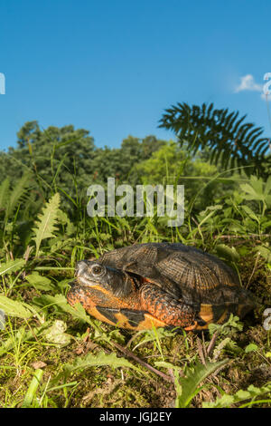 Tortue des bois Banque D'Images