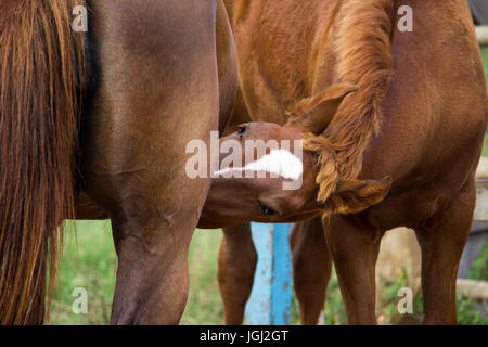 Lait jument poulain Banque D'Images