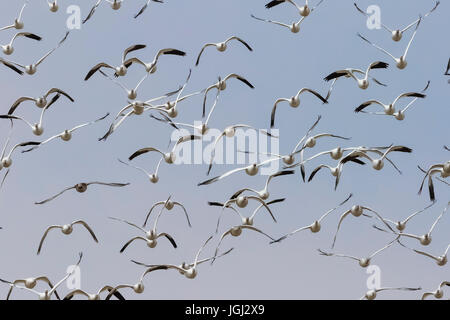 Oie des neiges, Chen caerulescens, troupeau en vol au dessus de la rivière Platte pendant la migration du printemps près de Kearny, New Jersey, USA Banque D'Images