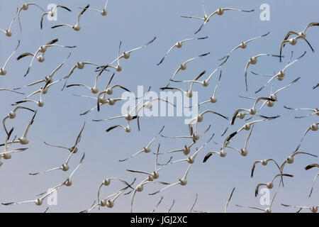 Oie des neiges, Chen caerulescens, troupeau en vol au dessus de la rivière Platte pendant la migration du printemps près de Kearny, New Jersey, USA Banque D'Images