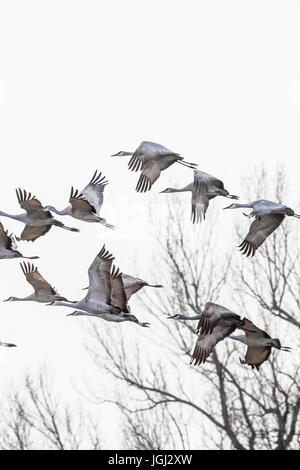 La grue Antigone, canadensis, au départ ou à destination de lieux d'alimentation et de repos en mars lors de la Platte River Valley près de Kearn aux haltes migratoires Banque D'Images