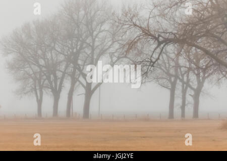 À feuilles deltoïdes, Populus deltoides, arbres au printemps avant l'effeuillage, sur un matin brumeux dans la rivière Platte Valley près de Kearney, Nebraska, USA Banque D'Images