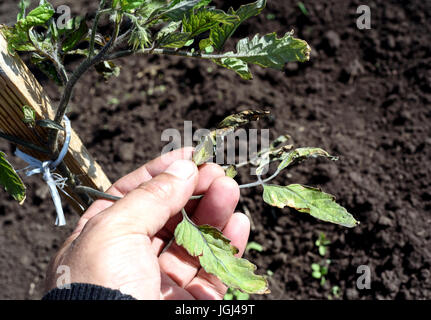 Main mâle inspecte un plant de tomate soulevée par le vent dans un jardin endommagé par les vents forts. Extrémité des feuilles sont nettes et détruit par les coups de vent. Banque D'Images