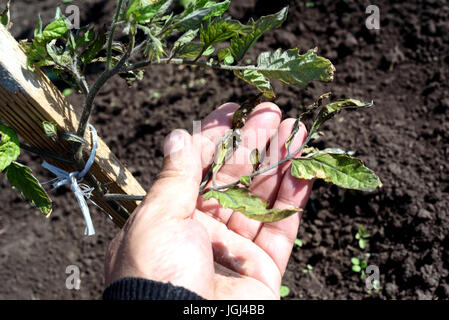 Main mâle inspecte un plant de tomate soulevée par le vent dans un jardin endommagé par les vents forts. Extrémité des feuilles sont nettes et détruit par les coups de vent. Banque D'Images