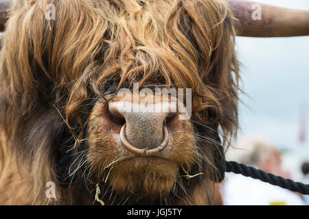 Bos taurus. Résumé Le taureau Highland Show à Hanbury pays montrent, Worcestershire. UK Banque D'Images