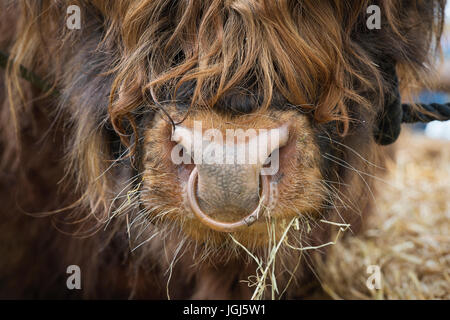 Bos taurus. Résumé Le taureau Highland Show à Hanbury pays montrent, Worcestershire. UK Banque D'Images