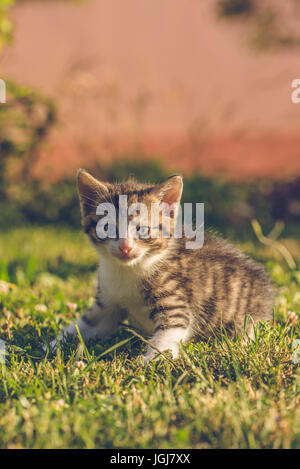 Photo verticale avec chaton de quelques semaines. Tabby Cat a nice avec fourrure avec ceinture. Bébé animal se repose sur la pelouse dans le jardin avec plusieurs usines en ba Banque D'Images