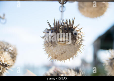 Les porcs-épics rachis sait aussi que l'balloonfish décoration dans une vitrine de Venise, Italie Banque D'Images