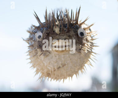 Les porcs-épics rachis sait aussi que l'balloonfish décoration dans une vitrine de Venise, Italie Banque D'Images