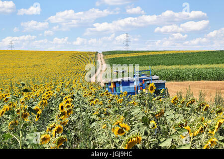 Des ruches dans des terres agricoles de tournesol Banque D'Images