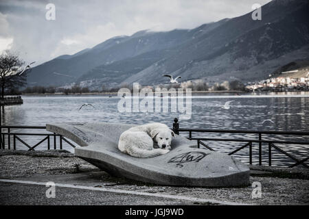 Un chien du détroit de dormir dans le centre d'un banc. Au centre du lac carré dans l'après-midi sur une chaude journée Banque D'Images