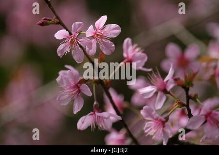 De l'himalaya fleurs de cerisier sauvage Banque D'Images