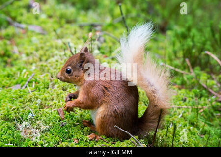 L'Écureuil roux (Sciurus vulgaris) Banque D'Images