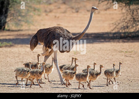 Autruche femelle (Struthio camelus) avec les poussins, désert du Kalahari, Afrique du Sud Banque D'Images